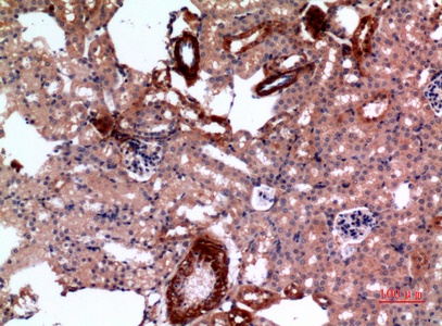 Fig.5. Immunohistochemical analysis of paraffin-embedded Mouse-kidney, antibody was diluted at 1:100.