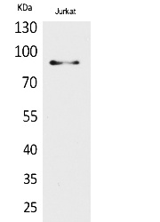 Fig.1. Western Blot analysis of Jurkat cells using HSP 90 Polyclonal Antibody. Secondary antibody (catalog#: A21020) was diluted at 1:20000.