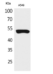 Fig.1. Western Blot analysis of A549 cells using Cytokeratin 8 Polyclonal Antibody. Secondary antibody (catalog#: A21020) was diluted at 1:20000.
