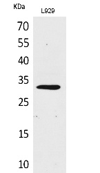 Fig.1. Western Blot analysis of L929 cells using KLF13 Polyclonal Antibody. Secondary antibody (catalog#: A21020) was diluted at 1:20000.