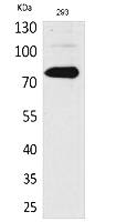 Fig. Western Blot analysis of 293 cells using Btk Polyclonal Antibody. Secondary antibody (catalog#: A21020) was diluted at 1:20000.