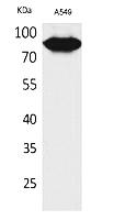 Fig.1. Western Blot analysis of A549 cells using CD10 Polyclonal Antibody. Secondary antibody (catalog#: A21020) was diluted at 1:20000.