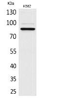 Fig. Western Blot analysis of K562 cells using MPO Polyclonal Antibody. Secondary antibody (catalog#: A21020) was diluted at 1:20000.