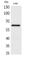 Fig.1. Western Blot analysis of K562 cells using HPA1 Polyclonal Antibody. Secondary antibody (catalog#: A21020) was diluted at 1:20000.