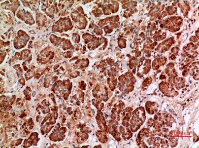 Fig.4. Immunohistochemical analysis of paraffin-embedded human-pancreas, antibody was diluted at 1:100.