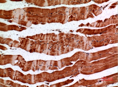 Fig.4. Immunohistochemical analysis of paraffin-embedded Mouse-muscle, antibody was diluted at 1:100.