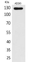 Fig.1. Western Blot analysis of AD293 cells using Arg Polyclonal Antibody. Secondary antibody (catalog#: A21020) was diluted at 1:20000.
