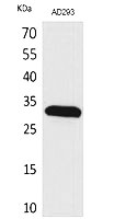 Fig. Western Blot analysis of AD293 cells using Bag-1 Polyclonal Antibody. Secondary antibody (catalog#: A21020) was diluted at 1:20000.