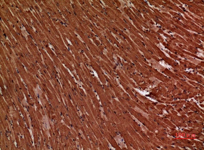 Fig.2. Immunohistochemical analysis of paraffin-embedded Mouse-heart, antibody was diluted at 1:100.