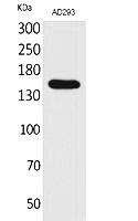Fig.1. Western Blot analysis of AD293 cells using NTE Polyclonal Antibody. Secondary antibody (catalog#: A21020) was diluted at 1:20000.