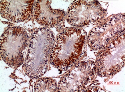 Fig.2. Immunohistochemical analysis of paraffin-embedded rat-testis, antibody was diluted at 1:100.