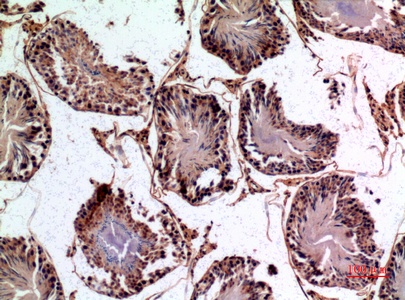 Fig.3. Immunohistochemical analysis of paraffin-embedded rat-testis, antibody was diluted at 1:100.