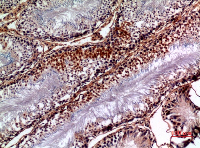 Fig.4. Immunohistochemical analysis of paraffin-embedded rat-testis, antibody was diluted at 1:100.
