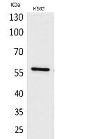 Fig.1. Western Blot analysis of K562 cells using Angptl1 Polyclonal Antibody. Secondary antibody (catalog#: A21020) was diluted at 1:20000.