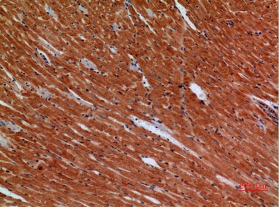 Fig.2. Immunohistochemical analysis of paraffin-embedded Mouse-heart, antibody was diluted at 1:100.
