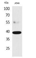 Fig. Western Blot analysis of A549 cells using CGR19 Polyclonal Antibody. Secondary antibody (catalog#: A21020) was diluted at 1:20000.