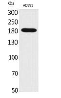 Fig.1. Western Blot analysis of AD293 cells using Macroglobulin α-2 Polyclonal Antibody. Secondary antibody (catalog#: A21020) was diluted at 1:20000.