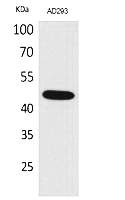 Fig. Western Blot analysis of AD293 cells using SCYL1BP1 Polyclonal Antibody. Secondary antibody (catalog#: A21020) was diluted at 1:20000.