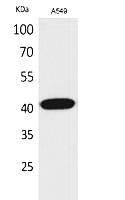 Fig. Western Blot analysis of A549 cells using L-Selectin Polyclonal Antibody. Secondary antibody (catalog#: A21020) was diluted at 1:20000.