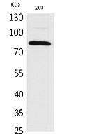 Fig.1. Western Blot analysis of 293 cells using MCM7 Polyclonal Antibody. Secondary antibody (catalog#: A21020) was diluted at 1:20000.