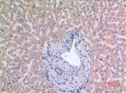 Fig.2. Immunohistochemical analysis of paraffin-embedded human-liver, antibody was diluted at 1:100.