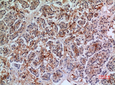 Fig.2. Immunohistochemical analysis of paraffin-embedded human-pancreas, antibody was diluted at 1:100.