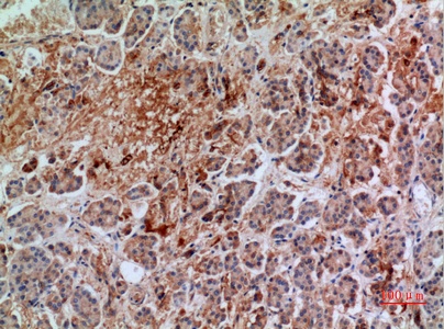 Fig.3. Immunohistochemical analysis of paraffin-embedded human-pancreas, antibody was diluted at 1:100.