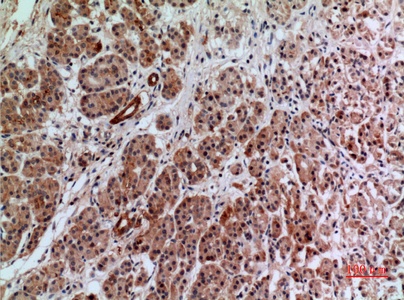 Fig.4. Immunohistochemical analysis of paraffin-embedded human-pancreas, antibody was diluted at 1:100.
