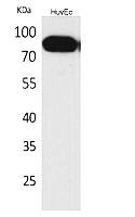 Fig.1. Western Blot analysis of HUVEC cells using CD71 Polyclonal Antibody. Secondary antibody (catalog#: A21020) was diluted at 1:20000.