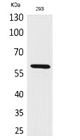 Fig.1. Western Blot analysis of 293 cells using ALPP/ALPPL2 Polyclonal Antibody. Antibody was diluted at 1:2000. Secondary antibody (catalog#: A21020) was diluted at 1:20000.