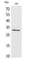 Fig.1. Western Blot analysis of 293 cells using CGREF1 Polyclonal Antibody. Secondary antibody (catalog#: A21020) was diluted at 1:20000.