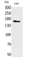 Fig.1. Western Blot analysis of K562 cells using Laminin γ-2 Polyclonal Antibody. Secondary antibody (catalog#: A21020) was diluted at 1:20000.