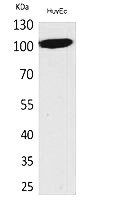 Fig.1. Western Blot analysis of HUVEC cells using NFATc1 Polyclonal Antibody. Secondary antibody (catalog#: A21020) was diluted at 1:20000.