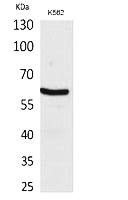 Fig.1. Western Blot analysis of K562 cells using gp91-phox Polyclonal Antibody. Antibody was diluted at 1:2000. Secondary antibody (catalog#: A21020) was diluted at 1:20000.