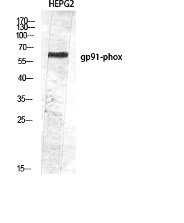Fig.2. Western Blot analysis of HepG2 using gp91-phox Polyclonal Antibody diluted at 1:2000. Secondary antibody (catalog#: A21020) was diluted at 1:20000.