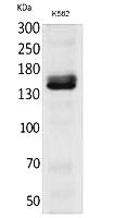 Fig.1. Western Blot analysis of K562 cells using RFC1 Polyclonal Antibody. Secondary antibody (catalog#: A21020) was diluted at 1:20000.