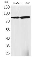 Fig.1. Western Blot analysis of HUVEC, K562 cells using 17β-HSD4 Polyclonal Antibody. Secondary antibody (catalog#: A21020) was diluted at 1:20000.
