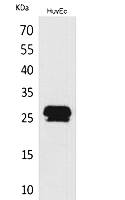 Fig.1. Western Blot analysis of HUVEC cells using CacyBP Polyclonal Antibody. Secondary antibody (catalog#: A21020) was diluted at 1:20000.