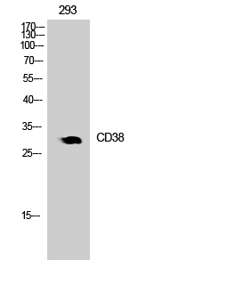 Fig.1. Western Blot analysis of 293 cells using CD38 Polyclonal Antibody. Secondary antibody (catalog#: A21020) was diluted at 1:20000.