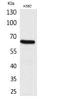 Fig.1. Western Blot analysis of K562 cells using CD166 Polyclonal Antibody. Secondary antibody (catalog#: A21020) was diluted at 1:20000.