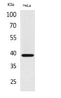 Fig.1. Western Blot analysis of hela cells using Bonzo Polyclonal Antibody. Secondary antibody (catalog#: A21020) was diluted at 1:20000.