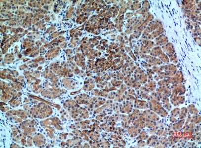 Fig.2. Immunohistochemical analysis of paraffin-embedded human-pancreas, antibody was diluted at 1:100.