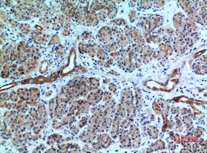 Fig.3. Immunohistochemical analysis of paraffin-embedded human-pancreas, antibody was diluted at 1:100.