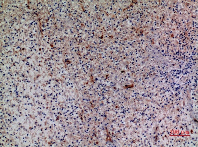 Fig.5. Immunohistochemical analysis of paraffin-embedded human-spleen, antibody was diluted at 1:100.