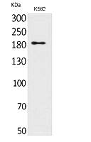 Fig. Western Blot analysis of K562 cells using CD169 Polyclonal Antibody. Secondary antibody (catalog#: A21020) was diluted at 1:20000.