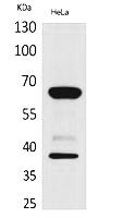 Fig. Western Blot analysis of hela cells using DNAM-1 Polyclonal Antibody. Secondary antibody (catalog#: A21020) was diluted at 1:20000.