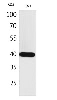 Fig.1. Western Blot analysis of 293 cells using CD294 Polyclonal Antibody. Secondary antibody (catalog#: A21020) was diluted at 1:20000.