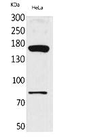 Fig.1. Western Blot analysis of hela cells using CD163b Polyclonal Antibody. Secondary antibody (catalog#: A21020) was diluted at 1:20000.