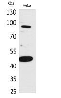 Fig.1. Western Blot analysis of hela cells using Inhibin β-B Polyclonal Antibody. Antibody was diluted at 1:2000. Secondary antibody (catalog#: A21020) was diluted at 1:20000.