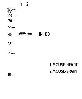 Fig.2. Western blot analysis of YT5408wb4147442094 lysis using INHBB Antibody antibody. Antibody was diluted at 1:2000. Secondary antibody (catalog#: A21020) was diluted at 1:20000.